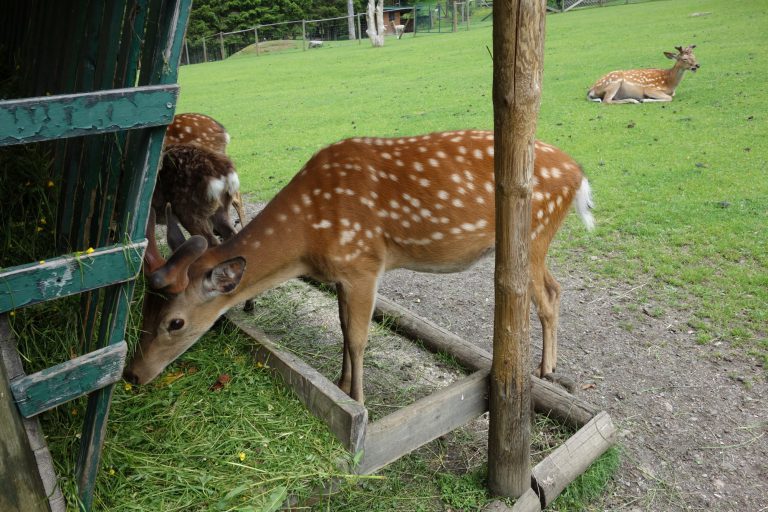 Ferleiten Wild and Freizeitpark Rakousko