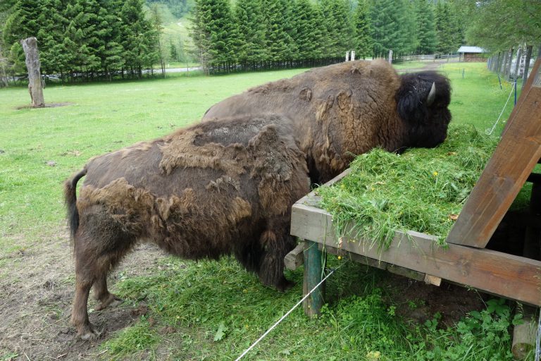 Ferleiten Wild and Freizeitpark - bizoni