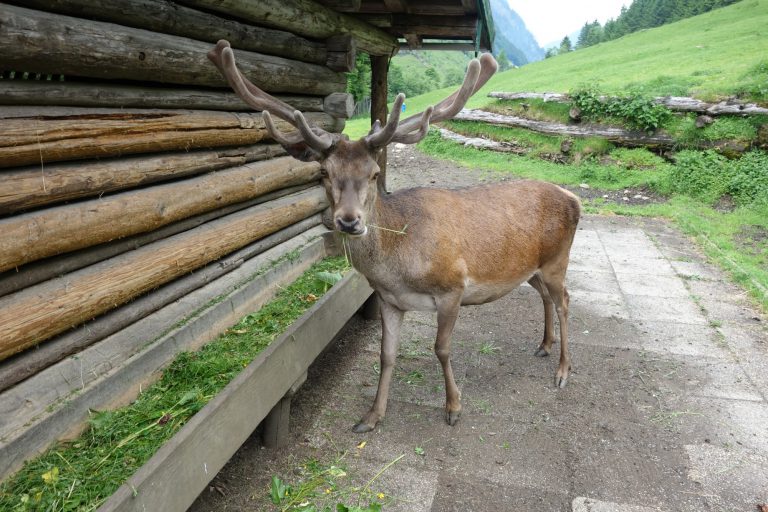 Ferleiten Wild and Freizeitpark