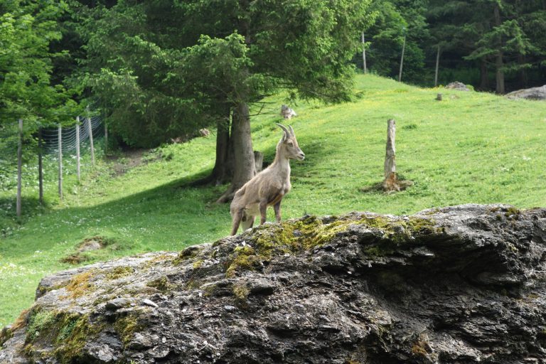 Ferleiten Wild and Freizeitpark - kamzíci