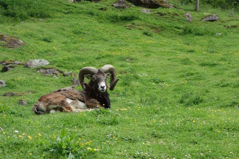 Ferleiten Wild and Freizeitpark v Rakousku