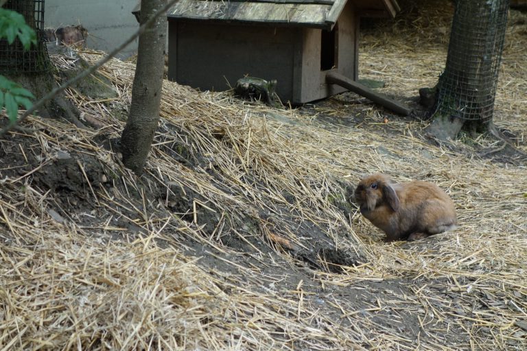 Ferleiten Wild and Freizeitpark - králíci