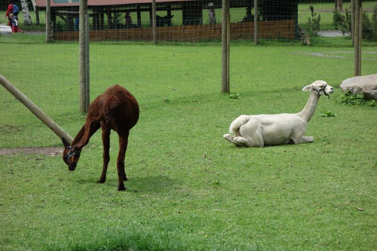 Ferleiten Wild and Freizeitpark - lamy a alpaky