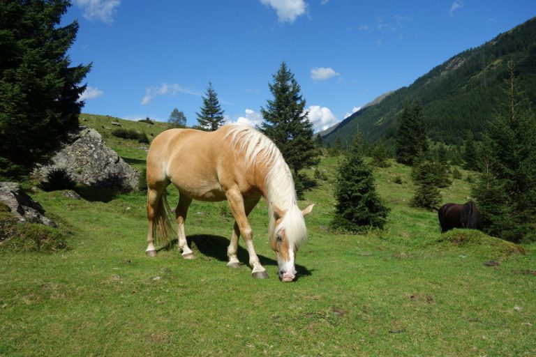Hintersee Rakousko – kůň