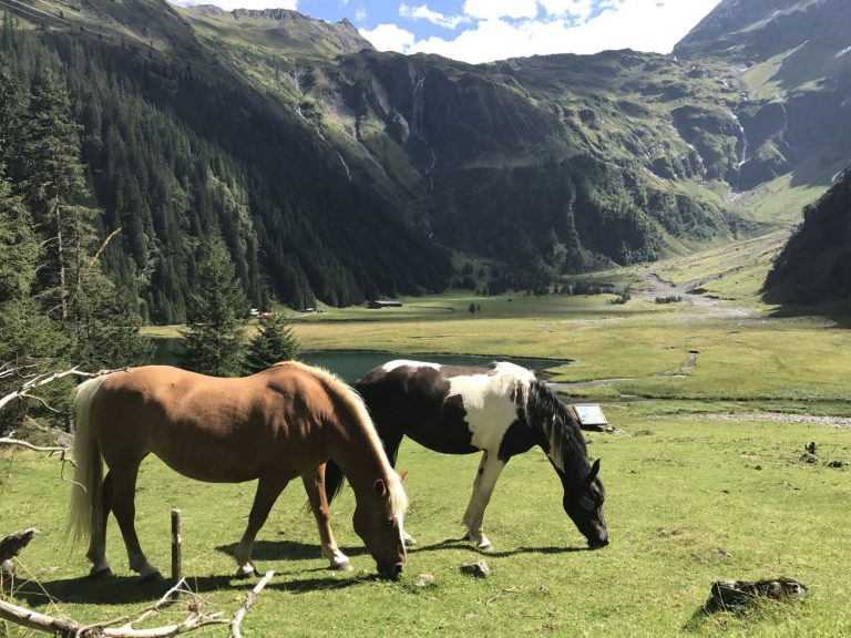 Koně na Hintersee